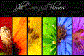 Jill Cavanagh Flowers