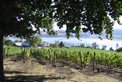 Ninth Island Vineyard