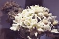 Willow & Moss Floral Design