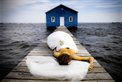 Rhapsody Photography