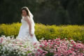 Mount Annan Botanic Garden