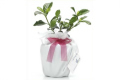 Celebrate with Seedlings