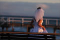 Share The Story Photography