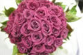 Geelong Roses