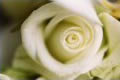 Riversdale Flowers