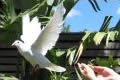 White Doves of Melbourne