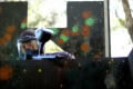 Wasp Paintball