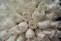 Flowers by Julijana
